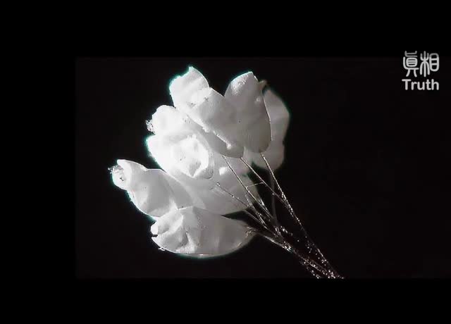 Bài ca: Hoa Ưu Đàm - Thiên hoa 3000 năm khai nở mang huyền cơ vạn cổ